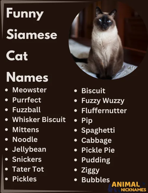 Funny Siamese Cat Names