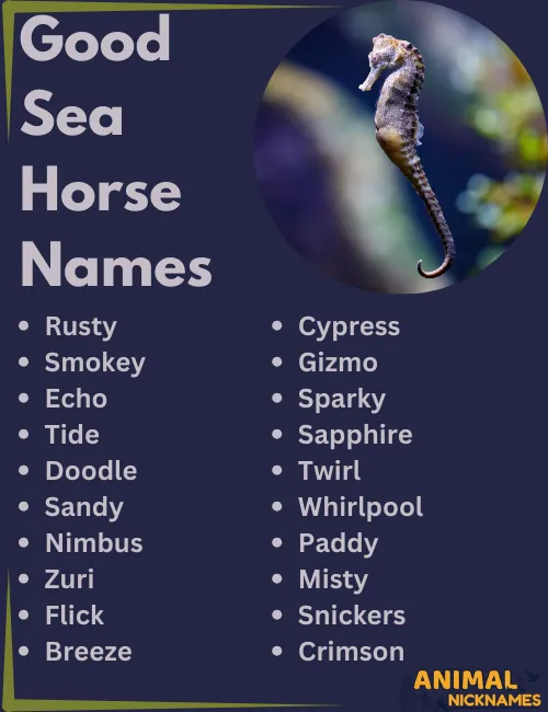 Good Sea Horse Names