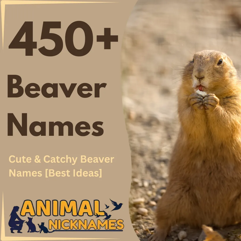 Beaver Names