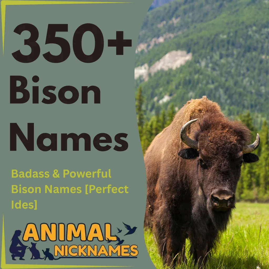 Bison Names
