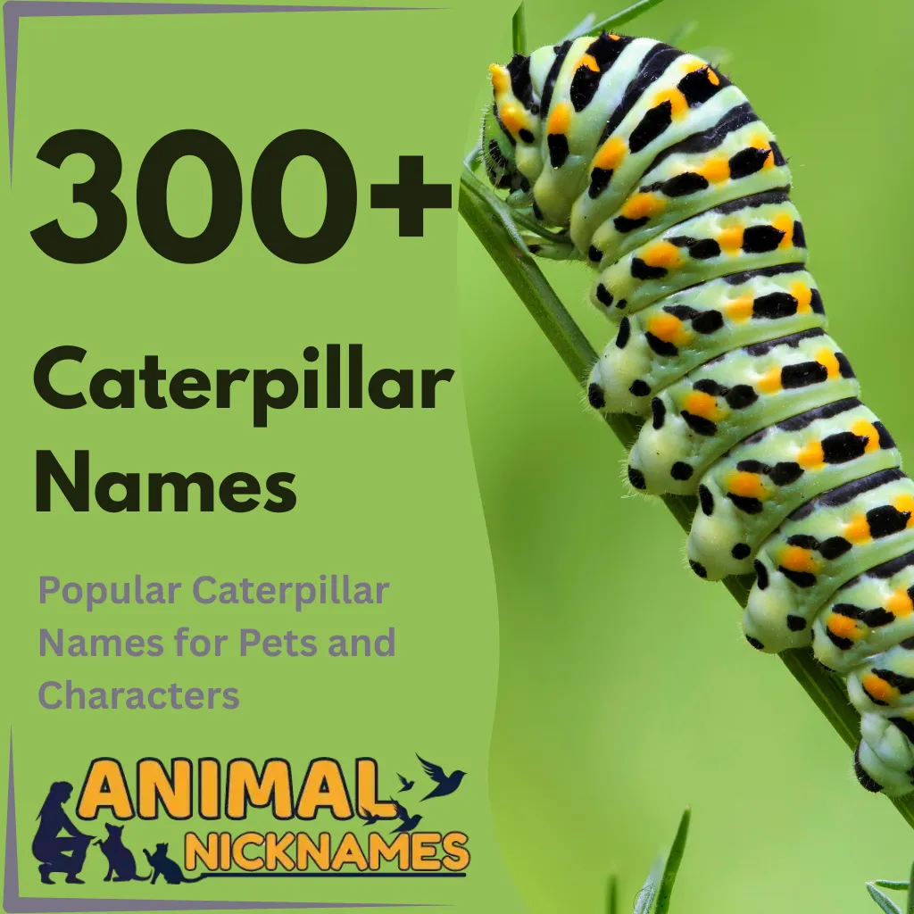 Caterpillar Names