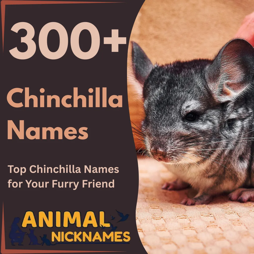 Chinchilla Names