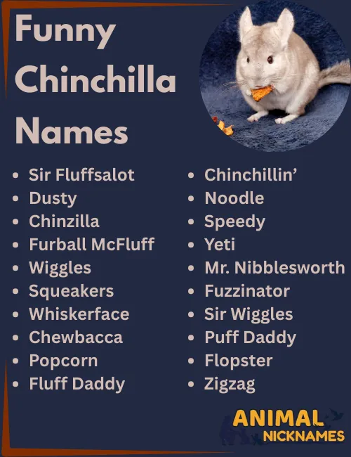 Funny Chinchilla Names