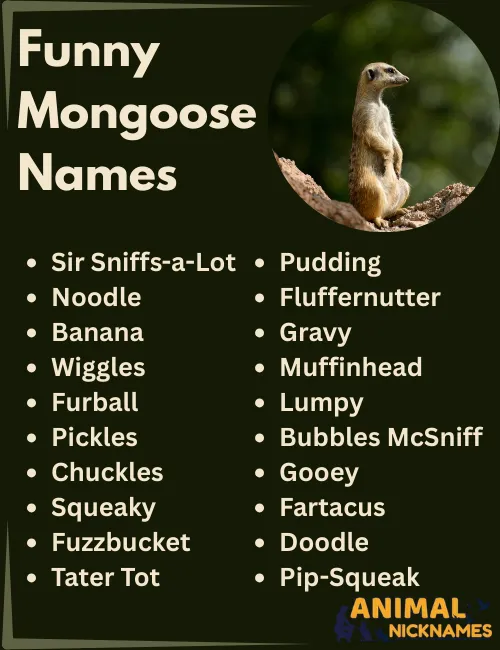 Funny Mongoose Names