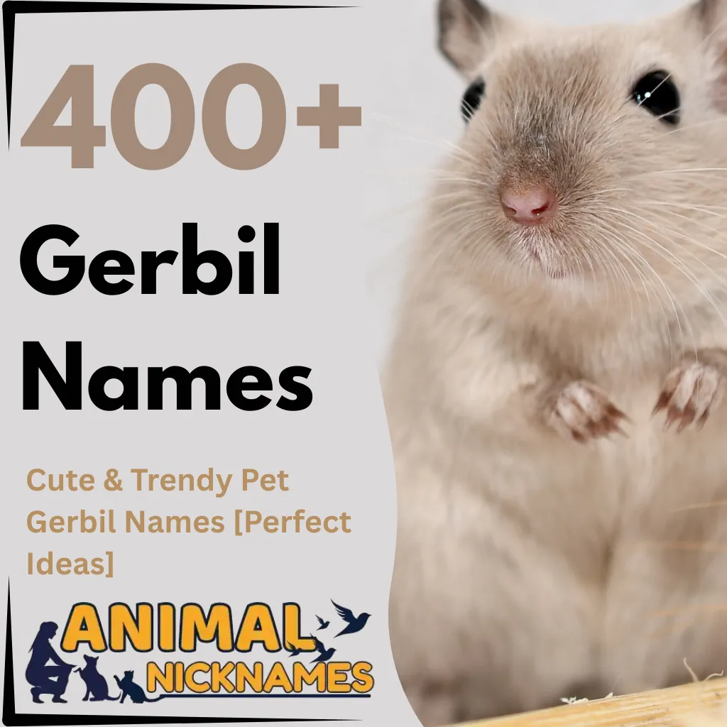 Gerbil Names