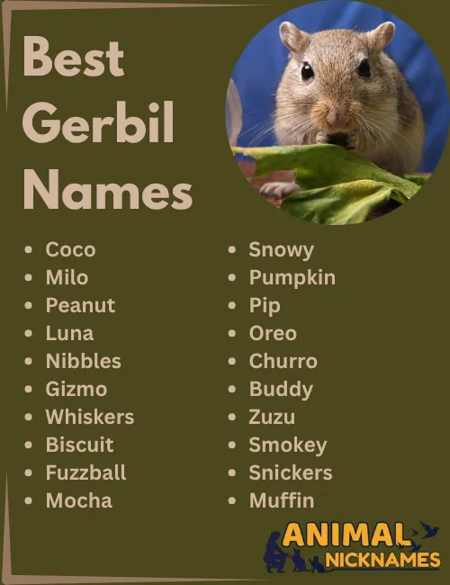 Best Gerbil Names