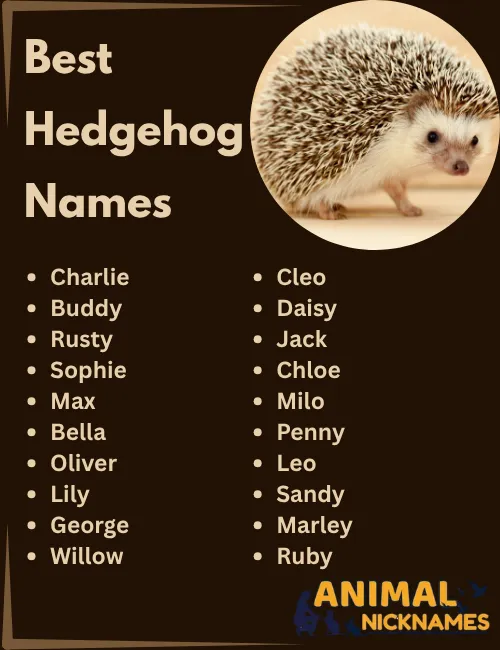 Best Hedgehog Names