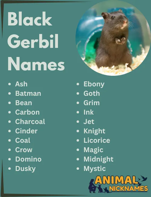 Black Gerbil Names