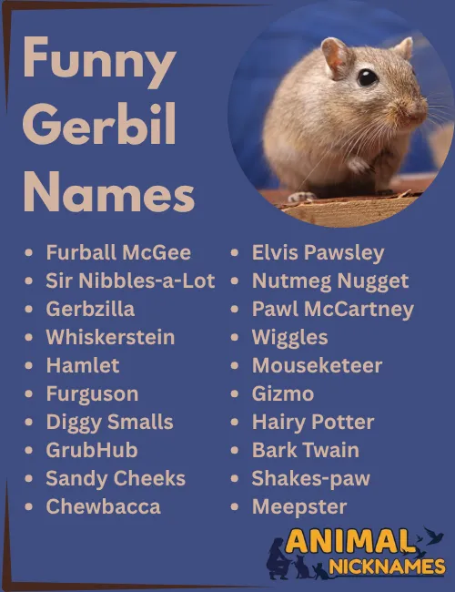 Funny Gerbil Names